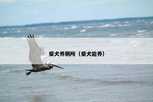 柴犬养厕所（柴犬能养）