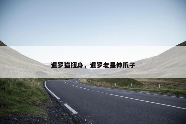 暹罗猫扭身,暹罗老是伸爪子