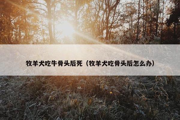 牧羊犬吃牛骨头后死（牧羊犬吃骨头后怎么办）