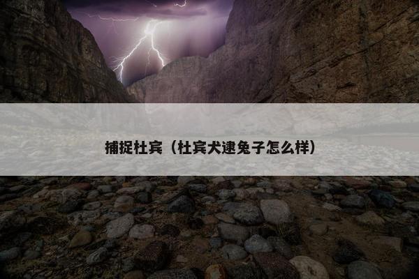 捕捉杜宾（杜宾犬逮兔子怎么样）