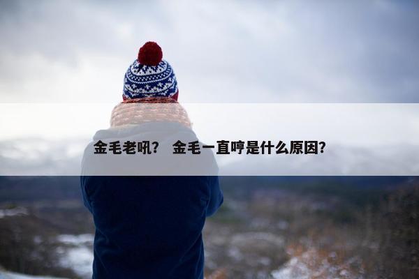 金毛老吼? 金毛一直哼是什么原因? 金毛老吼? 金毛一直哼是什么原因?