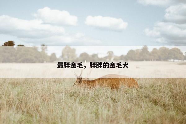 最胖金毛，胖胖的金毛犬