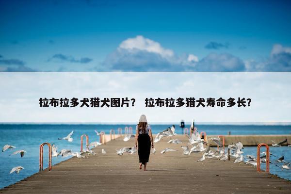 拉布拉多犬猎犬图片？ 拉布拉多猎犬寿命多长？