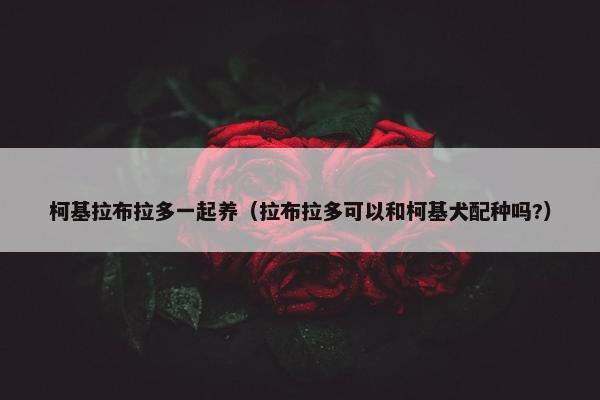 柯基拉布拉多一起养(拉布拉多可以和柯基犬配种吗?)