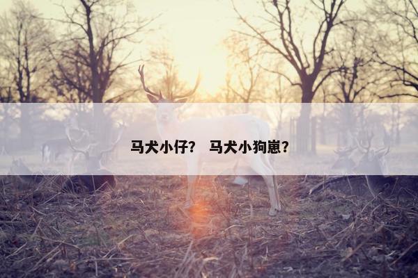 马犬小仔？ 马犬小狗崽？