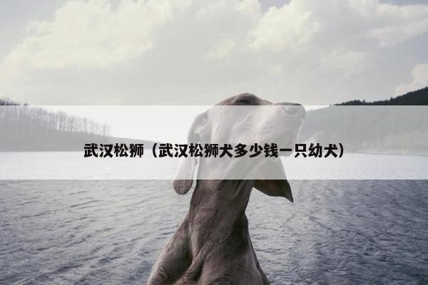 武汉松狮(武汉松狮犬多少钱一只幼犬)