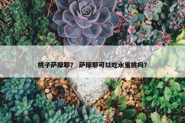 桃子萨摩耶？ 萨摩耶可以吃水蜜桃吗？