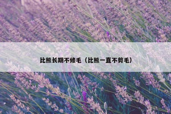 比熊长期不修毛（比熊一直不剪毛）