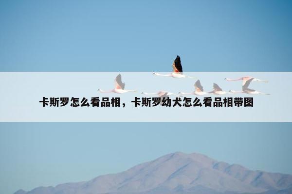 卡斯罗怎么看品相,卡斯罗幼犬怎么看品相带图