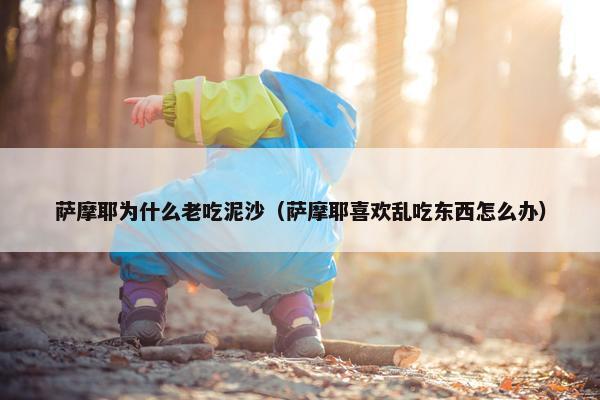 萨摩耶为什么老吃泥沙(萨摩耶喜欢乱吃东西怎么办)