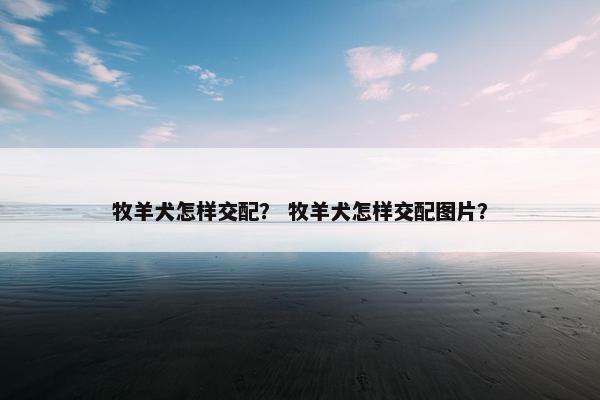 牧羊犬怎样交配? 牧羊犬怎样交配图片?