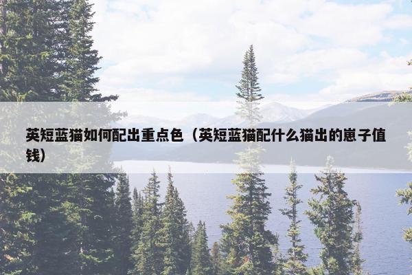 英短蓝猫如何配出重点色(英短蓝猫配什么猫出的崽子值钱)