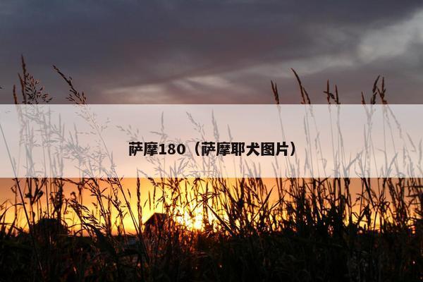 萨摩180(萨摩耶犬图片)