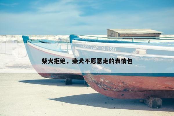 柴犬拒绝,柴犬不愿意走的表情包