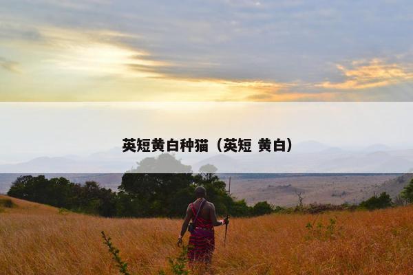 英短黄白种猫（英短 黄白）