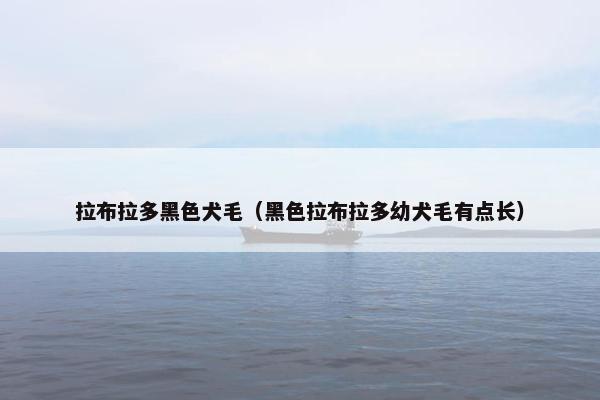 拉布拉多黑色犬毛(黑色拉布拉多幼犬毛有点长)