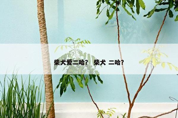 柴犬爱二哈? 柴犬 二哈?