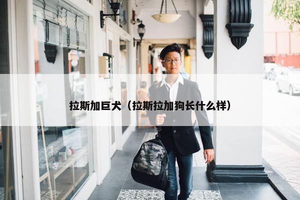 拉斯加巨犬(拉斯拉加狗长什么样)