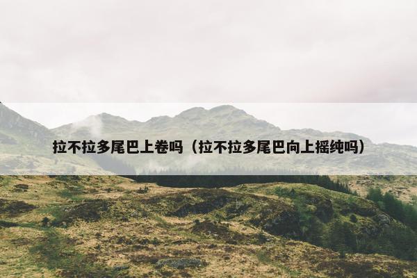 拉不拉多尾巴上卷吗(拉不拉多尾巴向上摇纯吗)