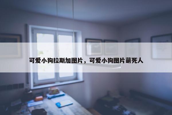 可爱小狗拉斯加图片,可爱小狗图片萌死人