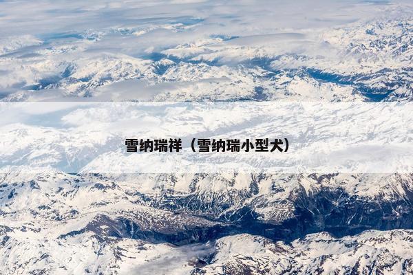 雪纳瑞祥(雪纳瑞小型犬)