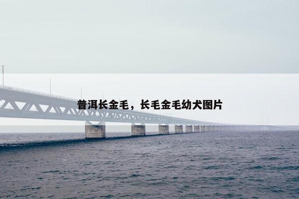 普洱长金毛,长毛金毛幼犬图片
