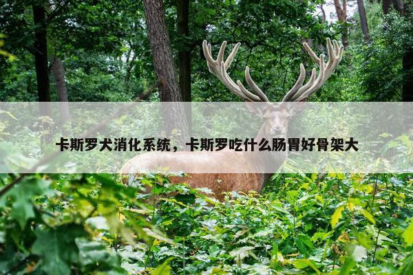 卡斯罗犬消化系统,卡斯罗吃什么肠胃好骨架大
