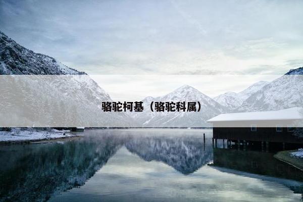 骆驼柯基(骆驼科属)