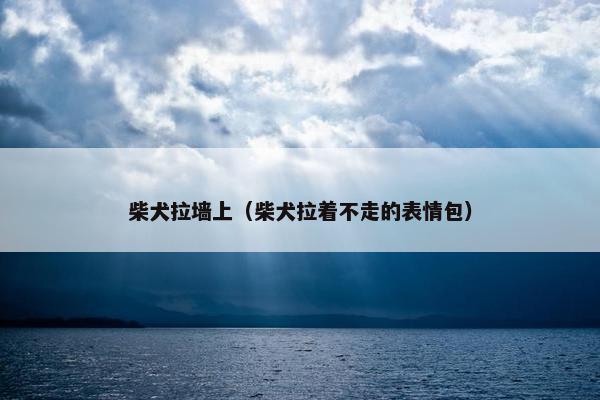 柴犬拉墙上(柴犬拉着不走的表情包)