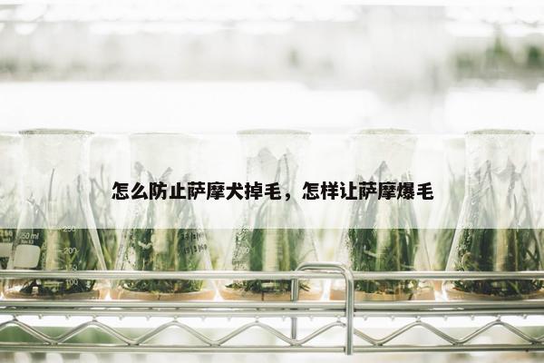 怎么防止萨摩犬掉毛,怎样让萨摩爆毛