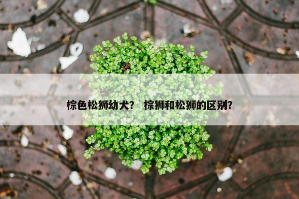 棕色松狮幼犬? 棕狮和松狮的区别?