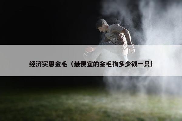 经济实惠金毛(最便宜的金毛狗多少钱一只)