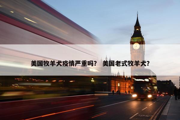 美国牧羊犬疫情严重吗？ 美国老式牧羊犬？