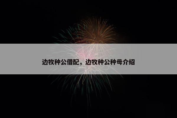 边牧种公借配，边牧种公种母介绍