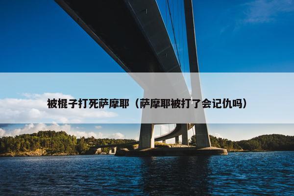 被棍子打死萨摩耶(萨摩耶被打了会记仇吗)