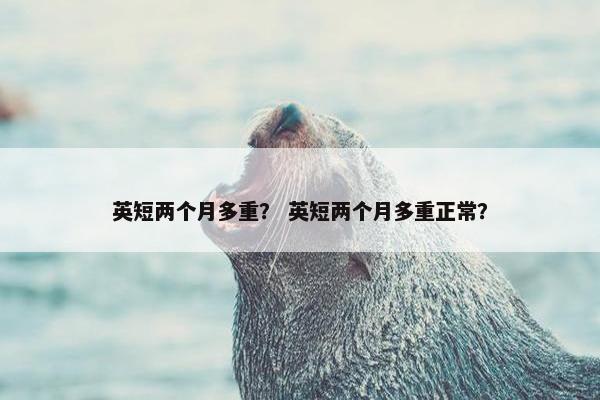 英短两个月多重? 英短两个月多重正常?