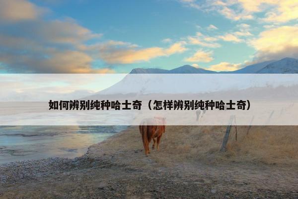 如何辨别纯种哈士奇(怎样辨别纯种哈士奇)