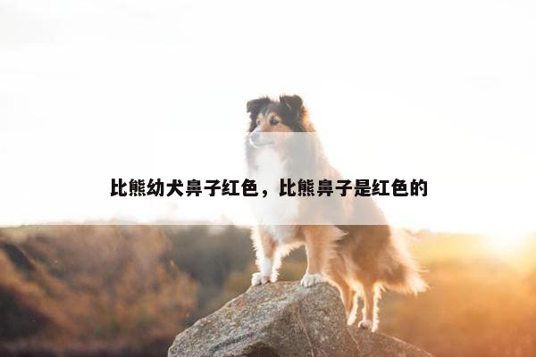 比熊幼犬鼻子红色，比熊鼻子是红色的