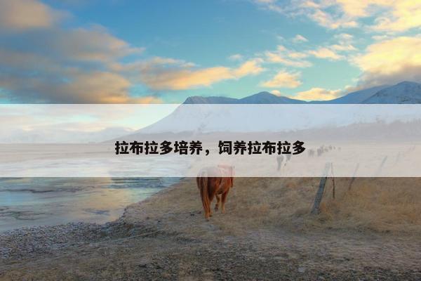 拉布拉多培养，饲养拉布拉多