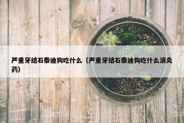 严重牙结石泰迪狗吃什么（严重牙结石泰迪狗吃什么消炎药）