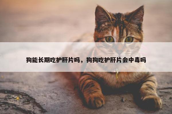 狗能长期吃护肝片吗，狗狗吃护肝片会中毒吗