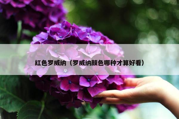 红色罗威纳(罗威纳颜色哪种才算好看)