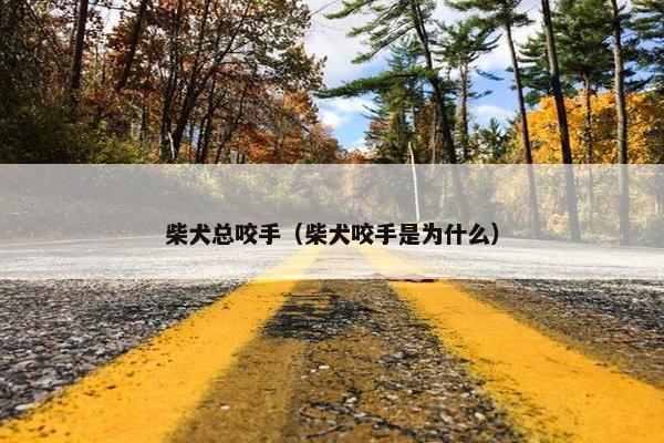 柴犬总咬手(柴犬咬手是为什么)