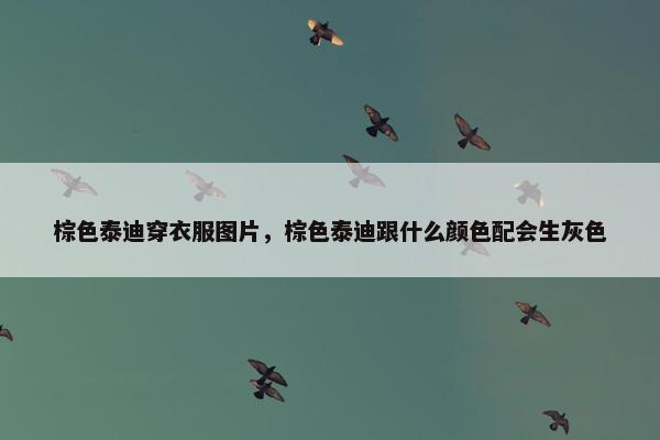 棕色泰迪穿衣服图片,棕色泰迪跟什么颜色配会生灰色
