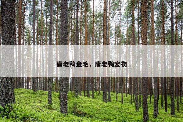 唐老鸭金毛，唐老鸭宠物