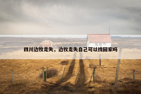 四川边牧走失，边牧走失自己可以找回家吗