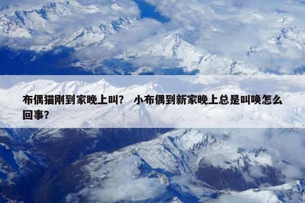 布偶猫刚到家晚上叫? 小布偶到新家晚上总是叫唤怎么回事?