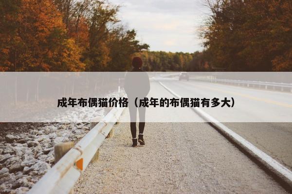 成年布偶猫价格(成年的布偶猫有多大)