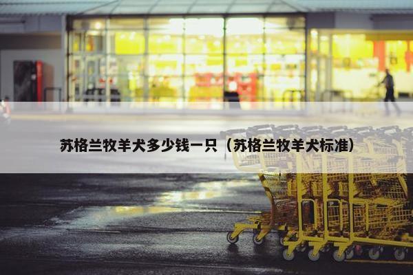 苏格兰牧羊犬多少钱一只(苏格兰牧羊犬标准)