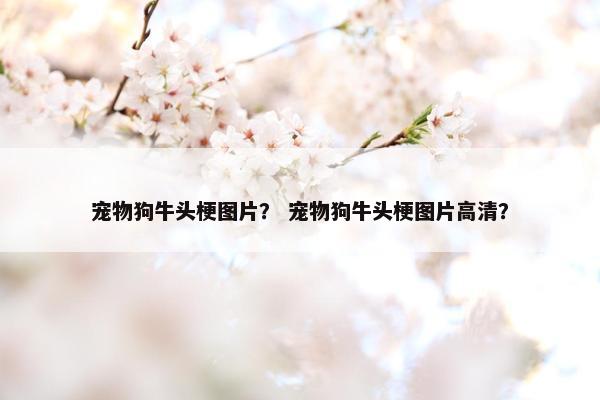 宠物狗牛头梗图片？ 宠物狗牛头梗图片高清？